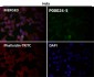 Anti-Phospho-Akt (Ser473) AKT1 Rabbit Monoclonal Antibody